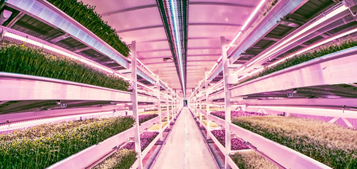 Zero Carbon Food is growing its vegetables deep beneath the streets of London. (Photo credit: Zero Carbon Food)